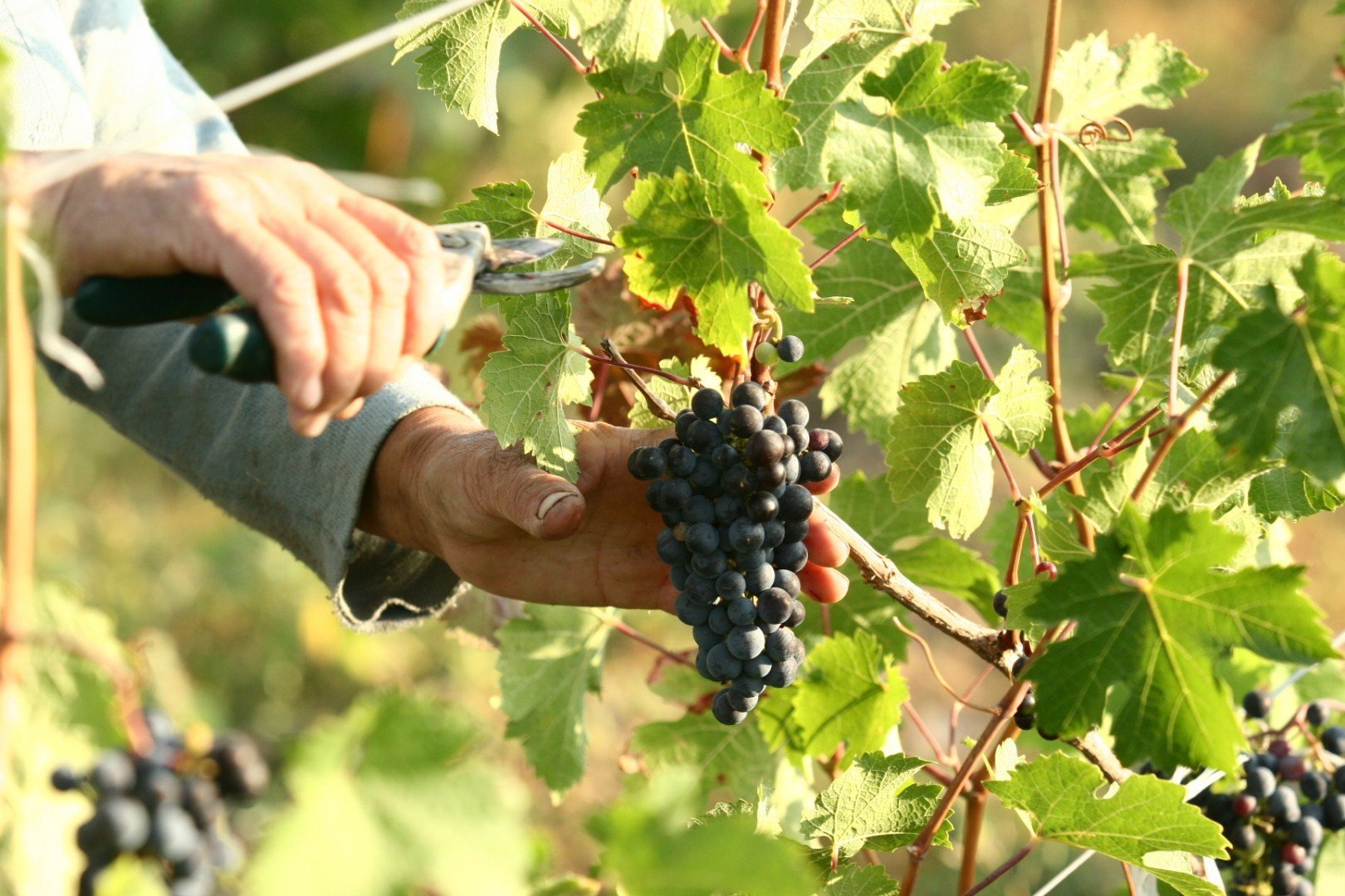 Винные туры на винодельню "Arba Wine"  – dream-moments